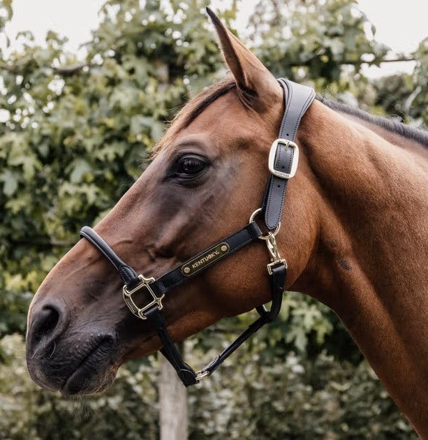 Licols Horse Attitude